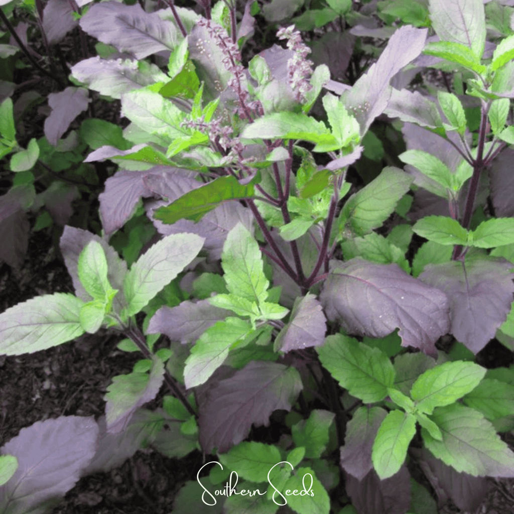 Red Holy Basil – 250 Seeds