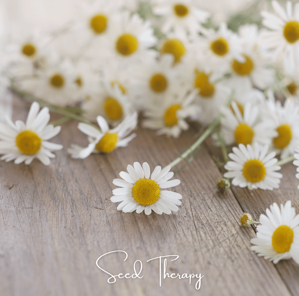 Roman Chamomile – 300 Seeds