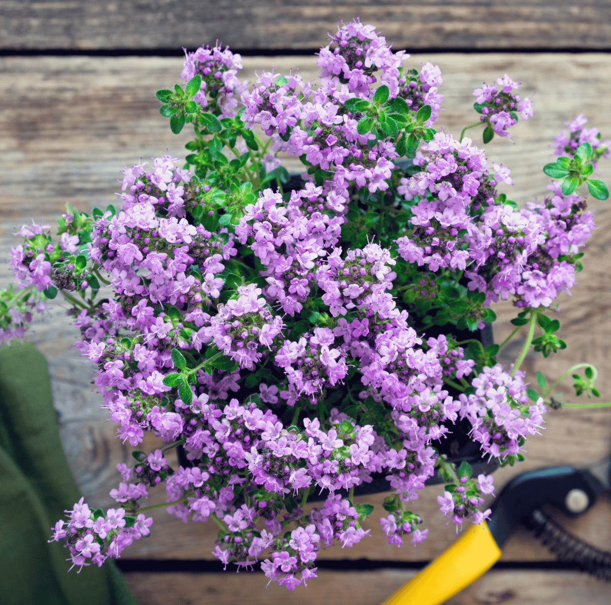 Creeping Thyme – 250 Seeds