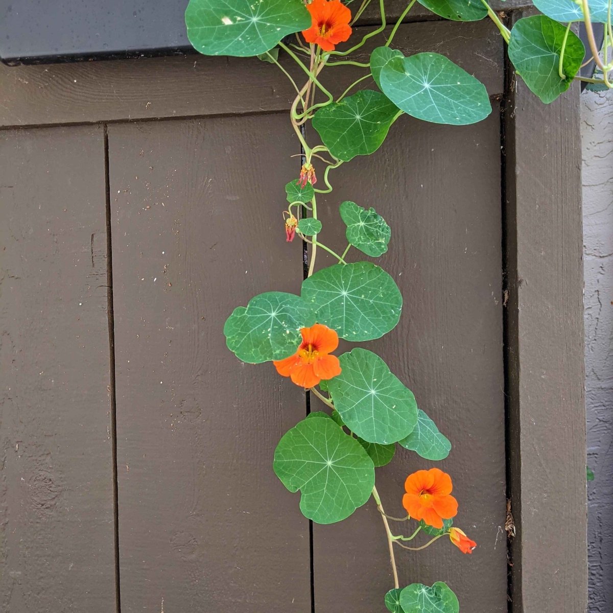 Nasturtium Seeds