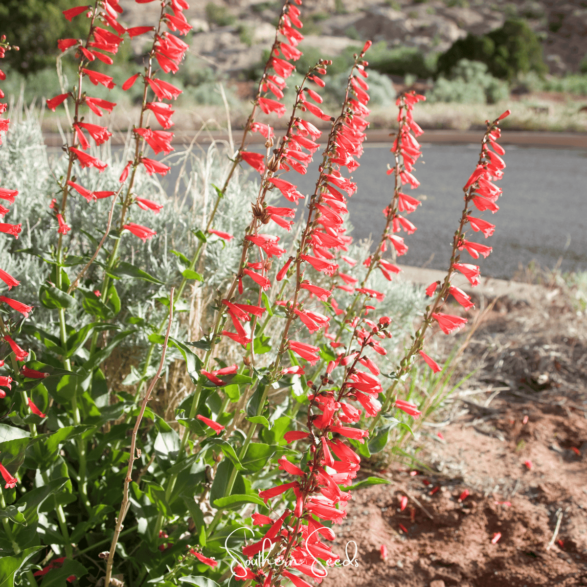 Firecracker Penstemon – 100 Seeds