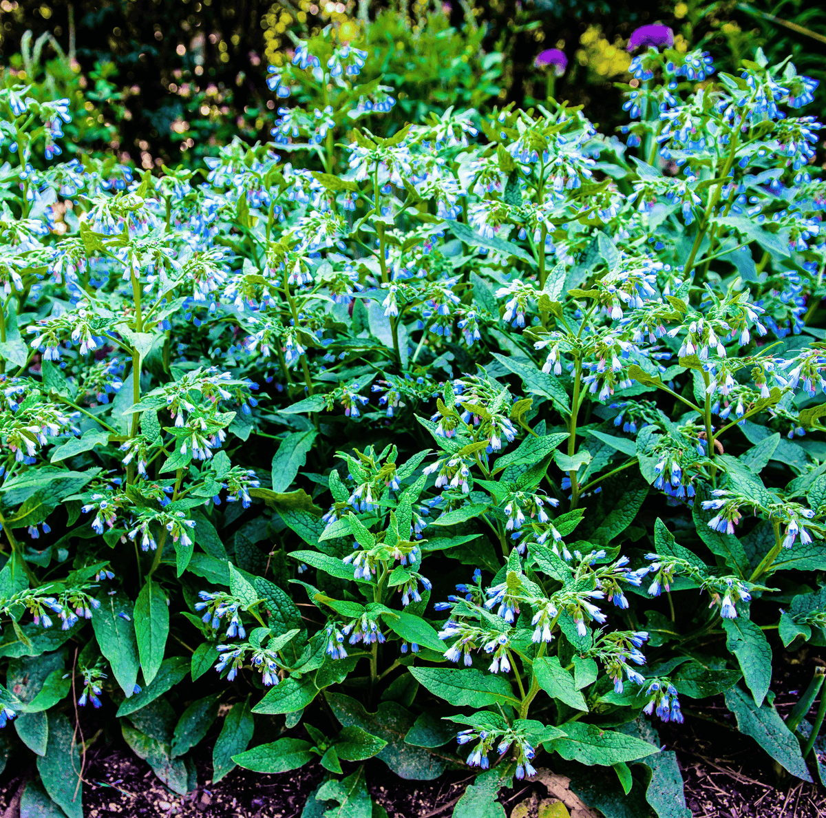 True Comfrey – 20 Seeds